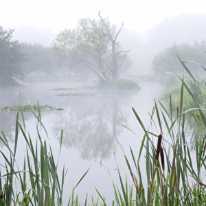 Misty pond on organic farm at dawn, West Yorkshire, England, september