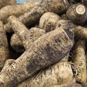 Parsnip (Pastinaca sativa) Countess variety, roots in farm shop, Cheshire, England, February