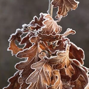 Sessile Oak (Quercus petraea) close-up of frost covered retained leaves on young oak, Powys, Wales, January