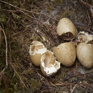 Western Capercaillie (Tetrao urogallus) freshly hatched eggs in nest, Cairngorms N. P. Highlands, Scotland