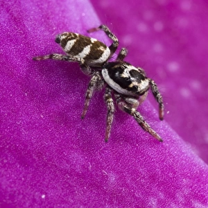 Zebra Jumping Spider (Salticus scenicus) adult, on orchid flower, Italy