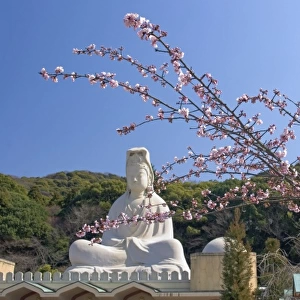 Asia, Japan, Kyoto, Cherry Blossom