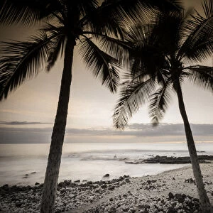 Coconut palms and surf at dusk, Kailua-Kona, Hawaii, USA