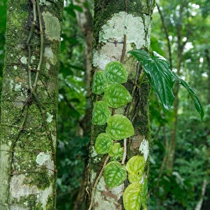 Costa Rica, rainforest tree trunk covered with vines and lichens