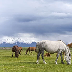Horses on their summer pasture. Alaj Valley in front of the Trans-Alay mountain range in