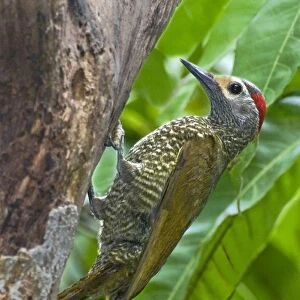 Mexico, Tamaulipas State. Male bronze-winged woodpecker at cavity nest