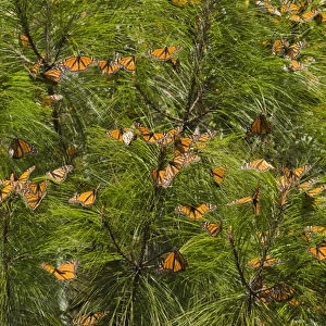 Monarch Butterflies(Danaus plexippus) in Pine Trees, El Rosario Butterfly Reserve