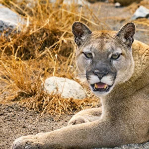 Mountain Lion, Cougar, Puma concolor