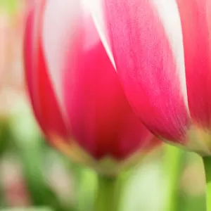 Netherlands, Lisse. Closeup of pink and white tulip flower