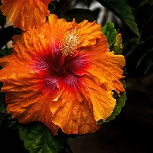 Orange tropical fiesta hibiscus flowers, Easter Island, Chile