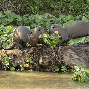 Pantanal, Mato Grosso, Brazil. Two Giant River Otters playing on a log along the