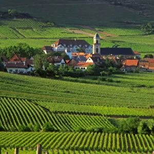 Saint Hypolyte, Haut-Rhin, Alsace, France, vineyards