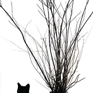 Silhouetted image of a cat by a flower pot, Los Angeles, Califonia, USA. (PR)