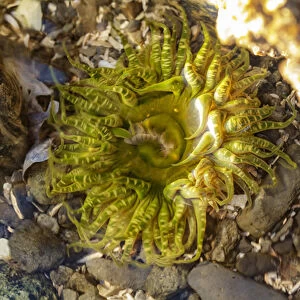 USA, Alaska. A green and yellow moon glow anemone in a tidepool