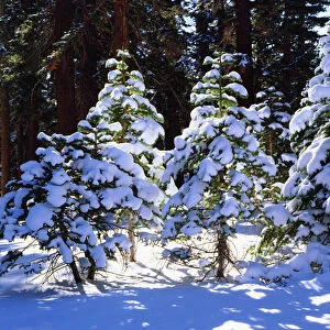 USA; California; Snow Covered Red Fir trees in the High Sierra