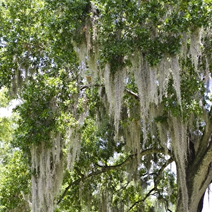 USA, Florida. Spanish moss on tree in Central Park downtown Winter Park, Florida