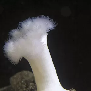 USA, Oregon, Newport. White sea anemone. Credit as: Wendy Kaveney / Jaynes Gallery / DanitaDelimont