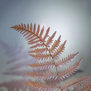 USA, Washington, Kitsap County. Bracken fern in winter