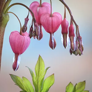 USA, Washington State, Seabeck. Bleeding heart blossoms close-up