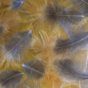 USA, Washington State, Seabeck. Pattern of downy feathers