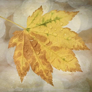 USA, Washington State, Seabeck. Rain drops on vine maple leaf