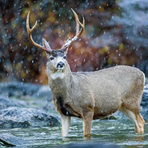 USA, Wyoming, Sublette County, a Mule Deer buck crosses a river during a snowstorm