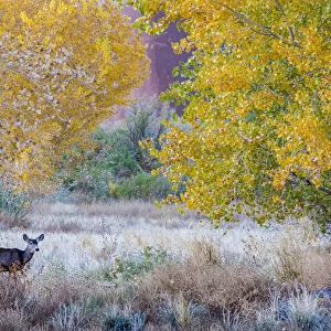 Whitetail deer grazing under autumn cottonwood tree, near Moab, Utah, USA