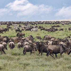 Wildebeest migration, Serengeti National Park, Tanzania, Africa