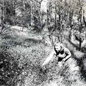 Picking bluebells - May 1946