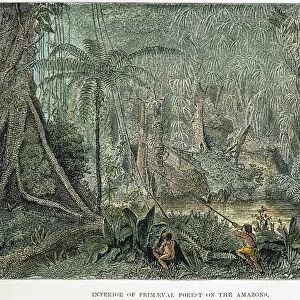 BRAZIL: AMAZON JUNGLE. The Amazon jungle in Brazil: engraving from H. W. Bates The Naturalist on the River Amazons, 1863