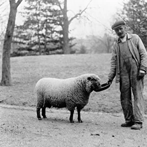 Man feeding a sheep, which were kept on the White House lawn while Woodrow Wilson was in office, 1913-1921
