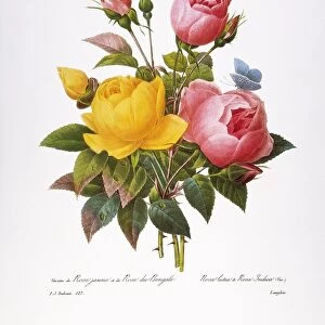 REDOUTE: ROSES, 1833. Yellow rose (Rosa Lutea Maxima ) and China rose (Rosa chinensis): engraving after a painting by Pierre-Joseph Redoute for his Choix des plus belles fleurs, Paris, 1833