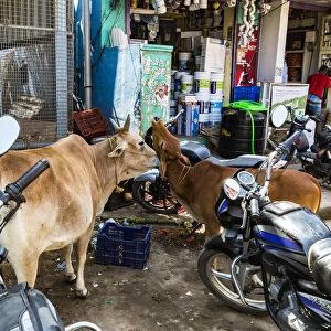 A cow and her calf in a shopping street at Mamallapuram in Tamil Nadu, India