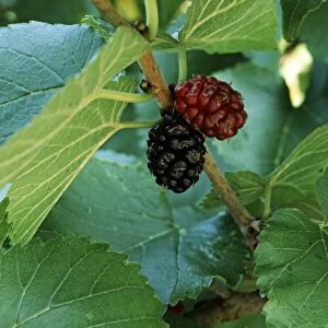 Two berries on mulberry bush, close-up
