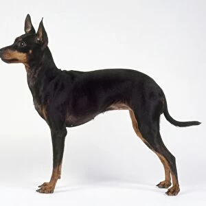 A black and tan English Toy Terrier, side view