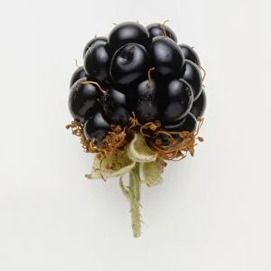Blackberry in final stages of fertilisation, showing drupulets and withered stamens