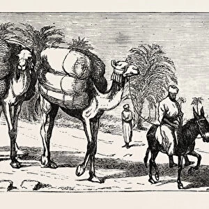 Bringing Cotton down to the Boats, Egypt, 1873 Engraving