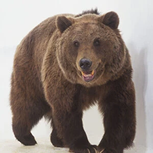 Brown Bear (Ursus arctos) walking, facing forward