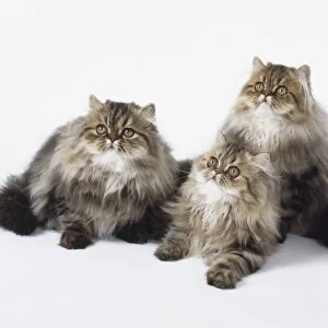 Brown Classic Tabby Persian, 3 young longhaired cats with long, thick, silky fur, lying down