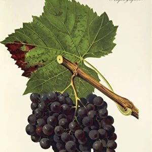 Cirene de Romans grape, illustration by J. Troncy