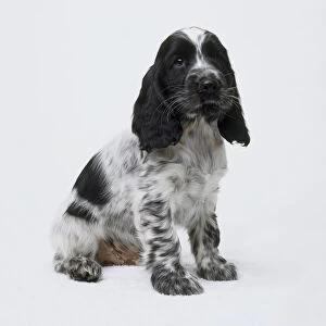 Cocker spaniel puppy (Canis lupus familiaris), seated, looking at camera, side view
