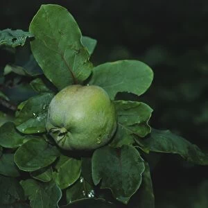 Cydonia oblonga (Quince), unripe green fruit and leaves