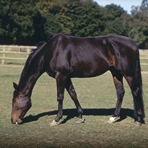 Dark bay horse grazing in paddock