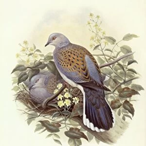 European turtle-dove (Streptopelia turtur), Engraving by John Gould