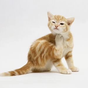 Ginger kitten (Felis catus) scratching itself