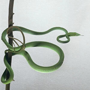 Green vine snake (Oxybelis fulgius) wrapped around tree branch, close-up