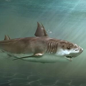 Hybodus prehistoric shark swimming in sea