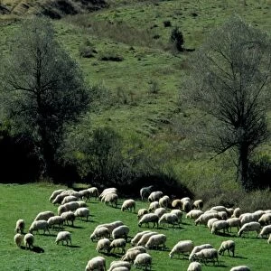 Italy. Lazio. Sabina. Flock of Sheep