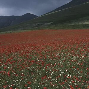 Italy, Umbria, Monti Sibillini National Park, flowering poppies (Papaver rhoeas) with Monte Porche in background