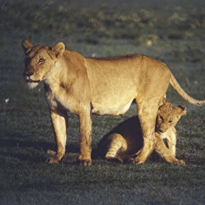 Lioness (Panthera leo) and cub at her heel in grassy terrain, side view